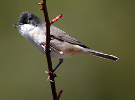 Orphean Warbler