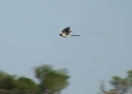 Great Spotted Cuckoo Clamator glandarius