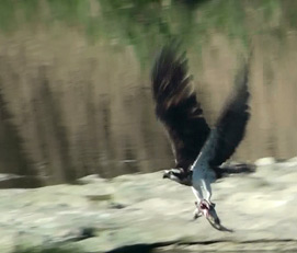 Osprey Pandion haliaetus