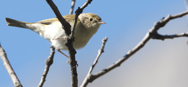 Bonelli’s Warbler