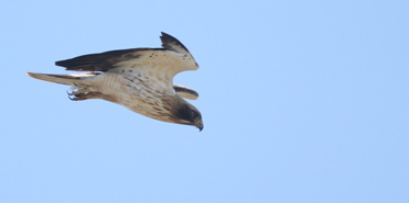 Booted Eagle