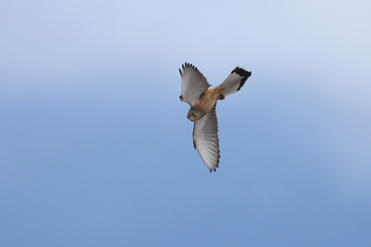 Lesser Kestrel