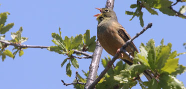 Ortolan Bunting