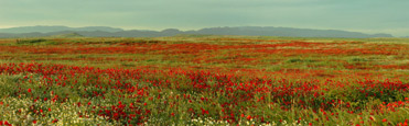 Poppy fields