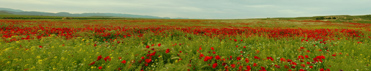 Poppy fields in Spain