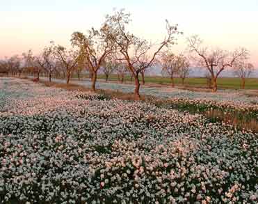 Almond trees in Spain.