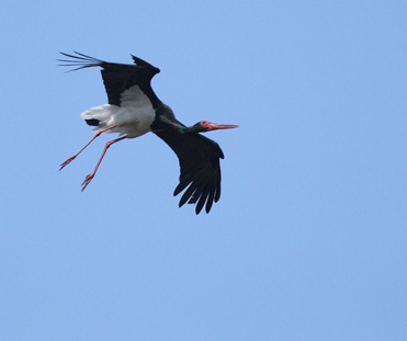 Black Stork in Spain.