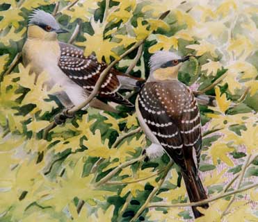 Great Spotted Cuckoos, Clamator glandarius