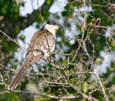 Great Spotted Cuckoo, Lleida, Spain