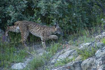 Iberian Lynx. Spanish Lynx. Lince Ibérico.