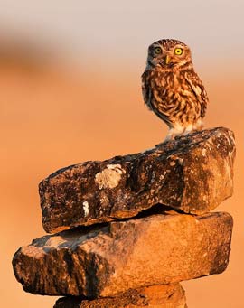 Little Owl, Athene noctua