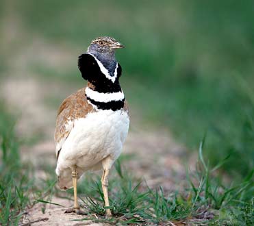 Male Little Bustard