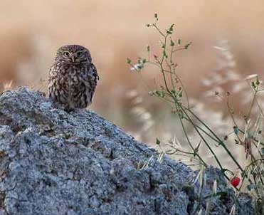 Little Owl, Athene noctua.