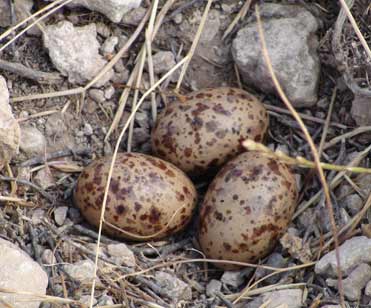 Pin-tailed sandgrouse nest with three eggs