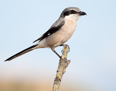 Southern Grey Shrike, Lanius meridionalis.