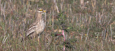 Stone Curlew