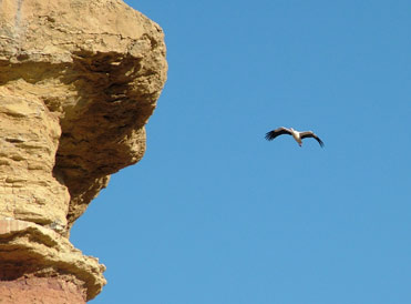 White stork in Spain.