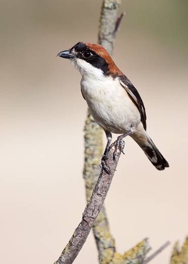 Woodchat Shrike