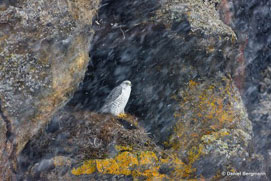 Gyrfalcon, Halcón Gerifalte, Falco rusticolus.