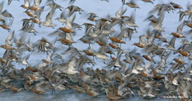 Knot, Calidris canutus, in flight.