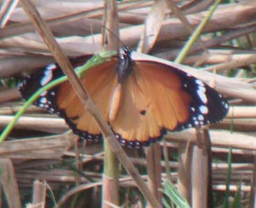 Plain Tiger butterfly Danaus chrysippus