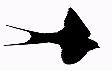 Red-rumped Swallow Hirundo daurica silhouette