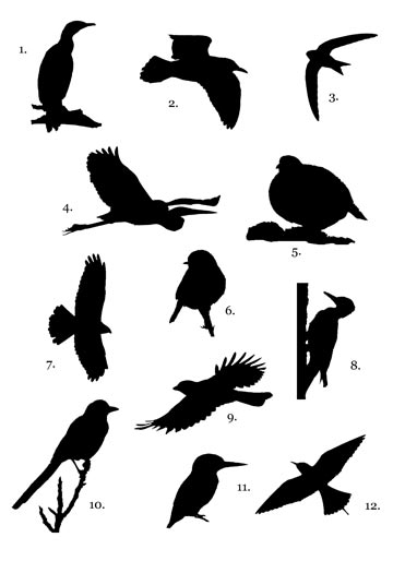 Bird silhouette competition
