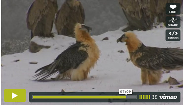 Lammergeiers, Gypaetus barbatus, at the Lammergeier feeding station