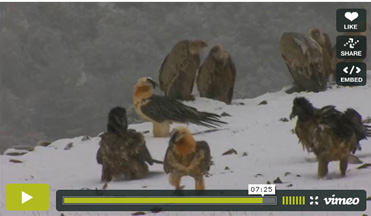 Lammergeiers, Gypaetus barbatus, in the snow in Spain