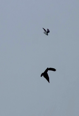 Flying birds in Spain