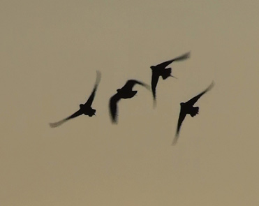 Flying birds in Spain