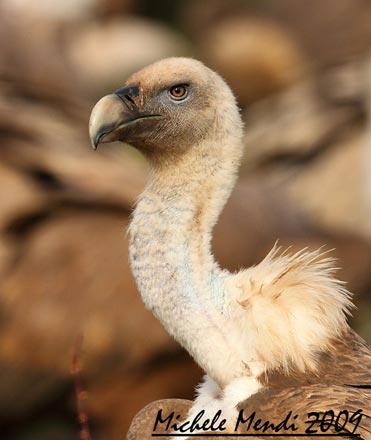 Griffon Vulture