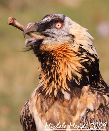 Adult Lammergeier with bone