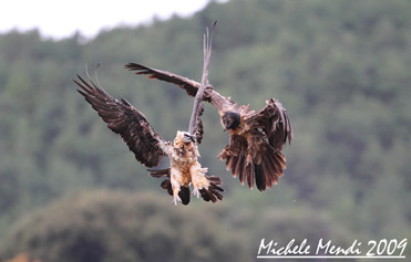 Adult and immature Lammergeiers in flight