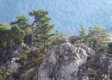 Griffon Vulture on the rocks