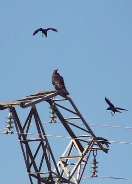 Golden Eagle Aquila chrysaetos with crows in northeast Spain