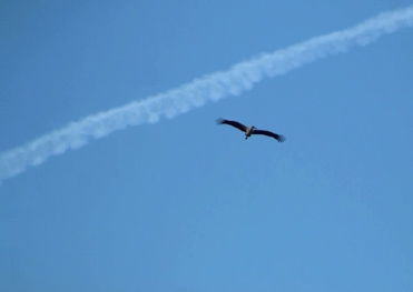 White Stork Ciconia ciconia in flight