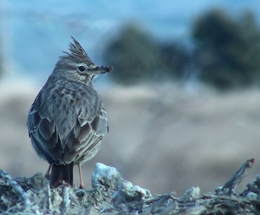 Thekla Lark Galerida theklae in northeast Spain