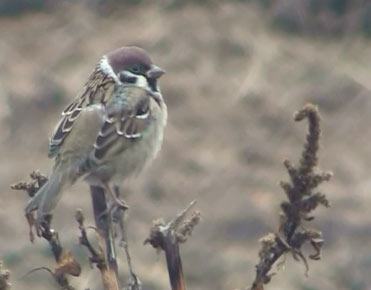 Tree Sparrow Passer montanus in northeast Spain