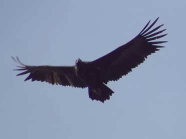 Black Vulture, Aegypius monachus