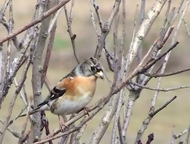 Brambling, Fringilla montifringilla.