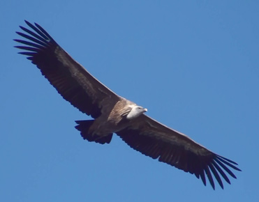 Griffon Vulture, Gyps fulvus, in flight