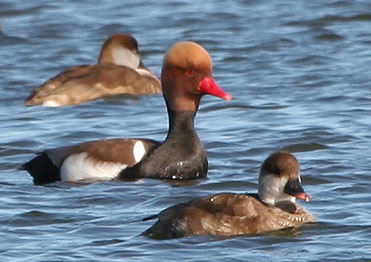 Red-crested Pochard, Netta rufina.