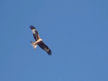 Red Kite, Milvus milvus.