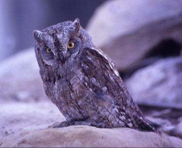 Scop’s Owl, Otus scops