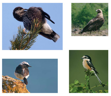 Algunas aves de Bulgaria