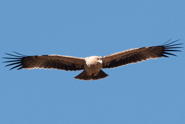 Juvenile Spanish Imperial Eagle, Aquila adalberti ?