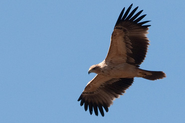 Is this a juvenile Spanish Imperial Eagle, Aquila adalberti?