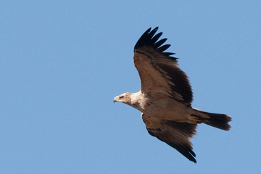 Eagle thought to be a juvenile Spanish Imperial Eagle Aquila adalberti.