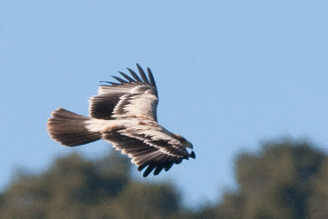 Probable juvenile Spanish Imperial Eagle Aquila adalberti